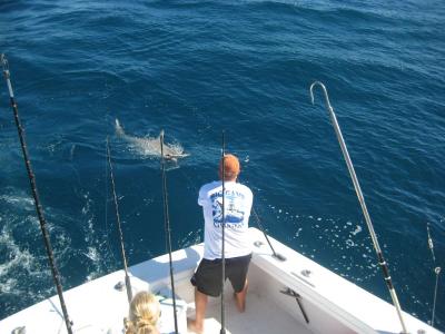 Captain Josh leadering a big hammerhead to the surface
